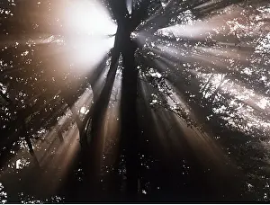 Sunburst: BEECH - Sunburst in autumn mist, viewed from below