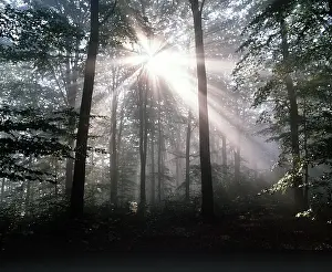 Sunburst: BEECH - sunburst through Beech Tree