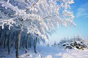 Beech Tree