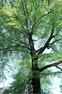 Ardea London: BEECH TREE