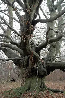 Seaons: Beech Tree: an ancient pollard in winter