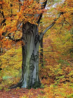 Beeches: Beech Tree Autumn
