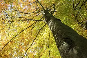 Ashdown: Beech tree in autumn