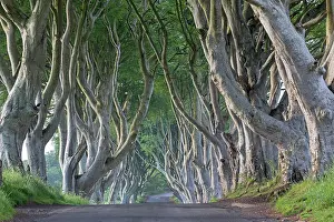 Beeches: Beech tree avenue, The Dark Hedges, Ballymoney