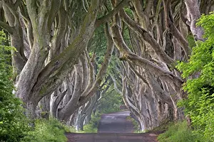 Beeches: Beech tree avenue, The Dark Hedges, Ballymoney