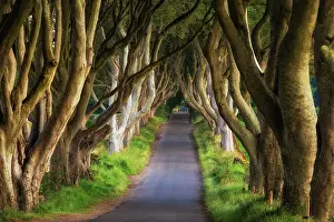 Beeches: Beech tree avenue, The Dark Hedges, Ballymoney