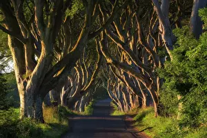 Beeches: Beech tree avenue, The Dark Hedges, Ballymoney