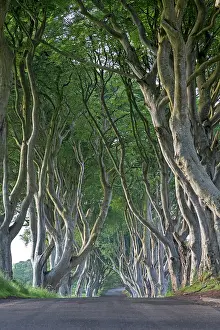 Beeches: Beech tree avenue, The Dark Hedges, Ballymoney