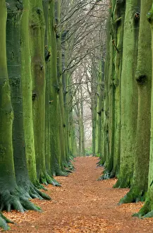 Avenues: Beech Tree - beech avenue in autumn