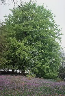 Bluebells: BEECH TREE and BLUEBELLS