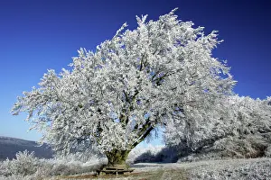 Benches: Beech Tree - Covered with snow and frost in winter