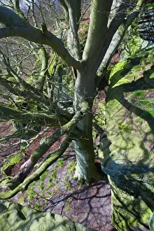 Crags: Beech Tree - beside Crags