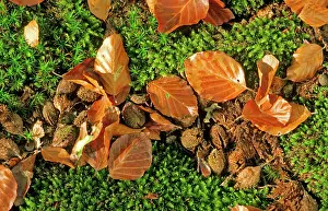 Mast: Beech Tree - Fallen leaves & Mast