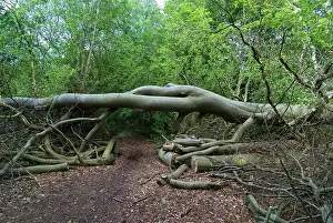 Access: Beech Tree - fallen - tidied to allow access to walkers
