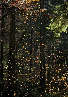 Sylvaticus: Beech Tree - Falling leaves