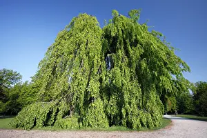 Pendula: Beech Tree - hanging variety - in park - springtime