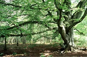 Ardea London: BEECH TREE - also known as Witches Beech