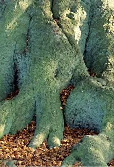 Roots: Beech TREE - Lower trunk and roots