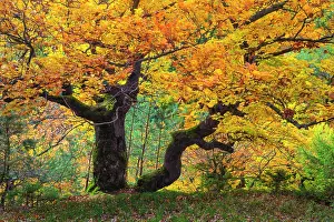 Sylvatica: Beech Tree, old, mature tree in autumn color, Kellerwald