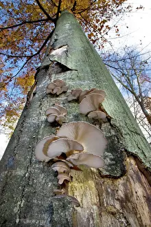 Pleurotus: Beech Tree - Oyster mushroom (Pleurotus ostr)