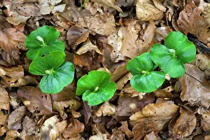 Seedlings: Beech Tree, seedlings germinating on woodland floor, Germany