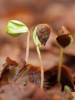 Seedlings: Beech Tree seedlings growing under the dense shade of beech