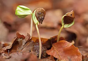 Seedlings: Beech Tree seedlings growing under the dense shade of beech