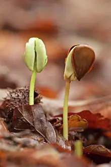 Seedlings: Beech Tree seedlings growing under the dense shade of beech