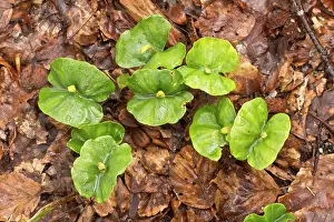 Seedlings: Beech Tree seedlings growing under the dense shade of beech