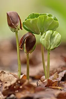Seedlings: Beech Tree seedlings growing under the dense shade of beech