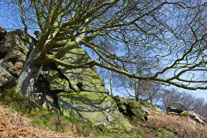 Crags: Beech Tree - amongst Shaftoe Crags