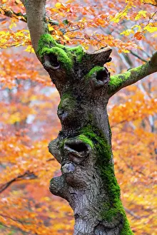 290820: Beech Tree Stem, in the form of a head with eyes