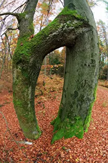 Fused: Beech Tree Stems - fused together during the growing