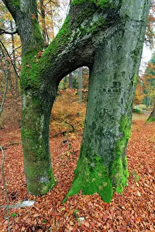 Fused: Beech Tree Stems - fused together during the growing