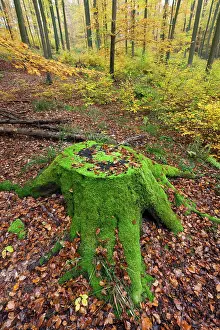 Beech Tree - stump covered in moss in woodland