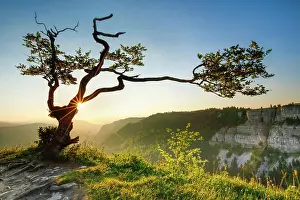 Neuchtel: Beech tree at sunrise, Neuchtel, Switzerland, Europe