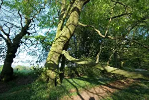 Footpaths: Beech Tree - on woodland boundary bank