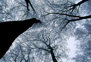 Height: Beech Trees