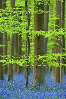 Beeches: Beech trees