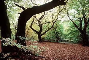 Ake Lindau: BEECH TREES