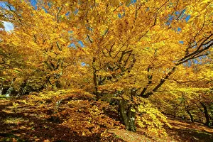 Sylvatica: Beech Trees, in autumn colour, Kellerwald national