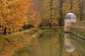 Browns: Beech Trees - Autumn colours