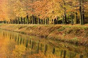 Browns: Beech Trees - Autumn colours - along river bank