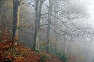 Bramwald: Beech Trees - in autumn morning mist Bramwald Forest