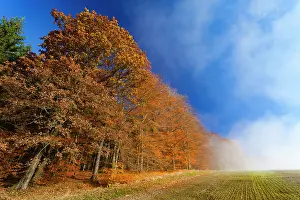 Arable: Beech Trees, on edge of arable land with morning