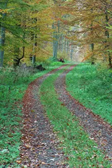 Footpaths: Beech Trees - forest and woodland track