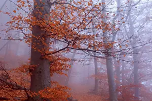 Enormous: Beech Trees - morning fog in beech forest with