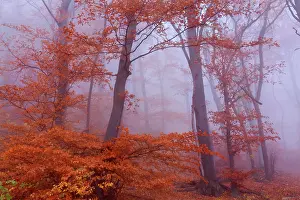 Enormous: Beech Trees - morning fog in beech forest with