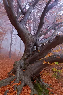 Enormous: Beech Trees - morning fog in beech forest with