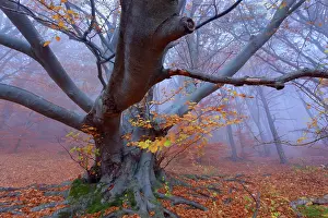 Enormous: Beech Trees - morning fog in beech forest with